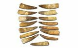 Clearance Lot: to Bargain Spinosaurus Teeth - Pieces #289409-1